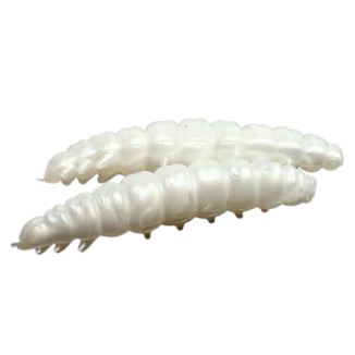 Larva - 004